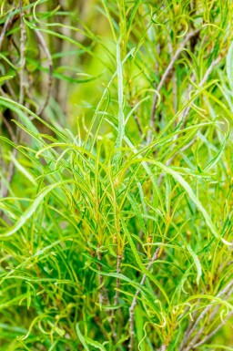 Ingen bild tillgänglig