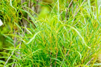 Frangula alnus 'Fine Line' buske 150-175 cm