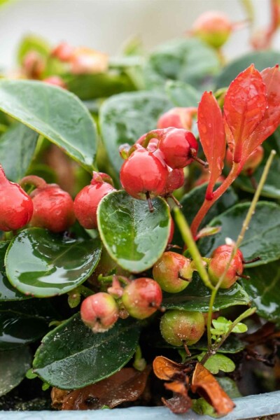 Gaultheria procumbens buske 15-20 cm