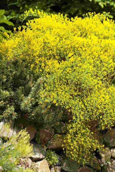 Genista lydia buske 20-30 cm