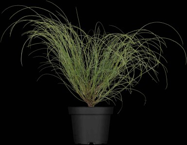 Genista lydia buske 20-30 cm