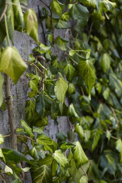 Hedera colchica 'Fall Favourite' buske 30-40 cm