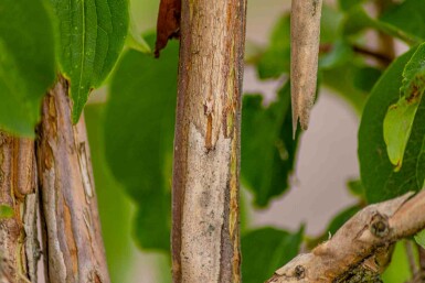 Heptacodium miconioides buske 150-175 cm