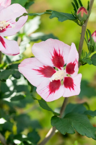 Hibiscus syriacus 'Hamabo' buske 60-80 cm