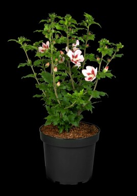 Hibiscus syriacus 'Hamabo' buske 60-80 cm