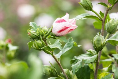 Hibiscus syriacus 'Hamabo' buske 80-100 cm