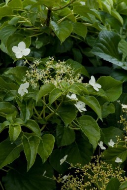 Hydrangea anomala subsp. petiolaris buske 50-70 cm