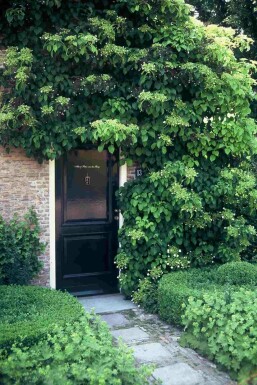 Hydrangea anomala subsp. petiolaris buske 50-70 cm