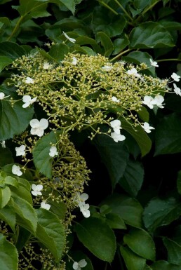 Hydrangea anomala subsp. petiolaris buske 80-100 cm