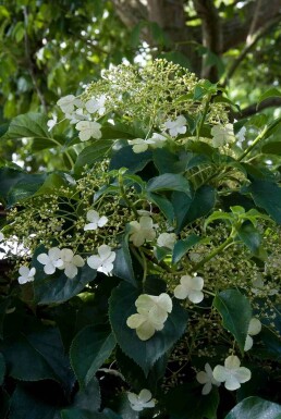 Hydrangea anomala subsp. petiolaris buske 100-125 cm
