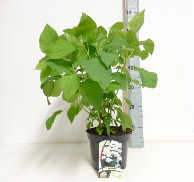 Hydrangea arborescens 'Annabelle' buske 50-60 cm