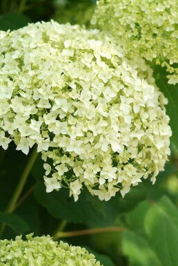 Hydrangea arborescens 'Annabelle' buske 60-80 cm