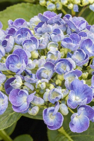 Hydrangea macrophylla 'Ayesha' buske 30-40 cm