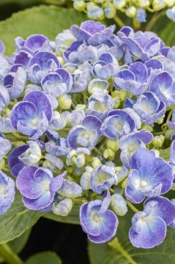 Ingen bild tillgänglig