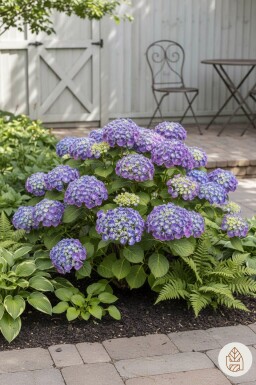 Hydrangea macrophylla 'Ayesha' buske 30-40 cm