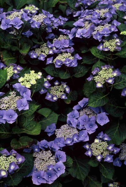 Hydrangea macrophylla 'Blaumeise' buske 60-80 cm