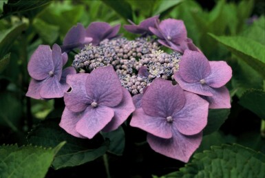 Hydrangea macrophylla 'Blaumeise' buske 80-100 cm