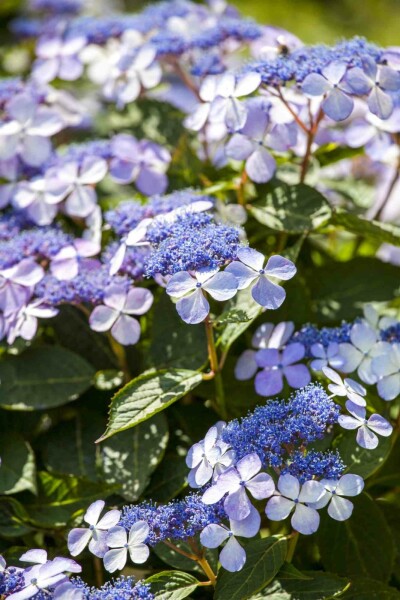 Hydrangea macrophylla 'Bodensee' buske 30-40 cm