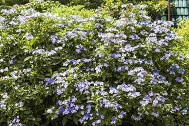 Hydrangea macrophylla 'Bodensee' buske 60-80 cm