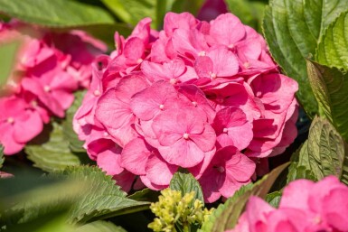 Hydrangea macrophylla 'Bouquet Rose' buske 20-30 cm