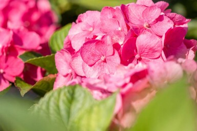 Hydrangea macrophylla 'Bouquet Rose' buske 40-60 cm