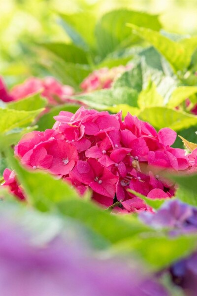 Hydrangea macrophylla 'Bouquet Rose' buske 60-80 cm