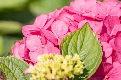 Hortensia Hydrangea macrophylla 'Bouquet Rose' buske 60-80 C7,5 Hydrangea macrophylla 'Bouquet Rose' buske 60-80 cm