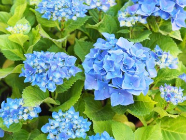 Hydrangea macrophylla 'Nikko Blue' buske 80-100 cm