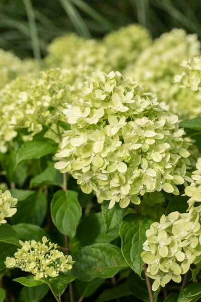 Hydrangea paniculata 'Limelight' buske 40-50 cm