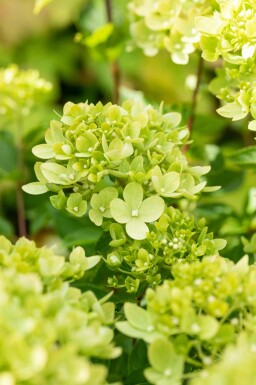 Hydrangea paniculata 'Limelight' buske 40-50 cm