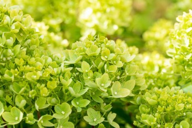 Hydrangea paniculata 'Limelight' buske 50-60 cm