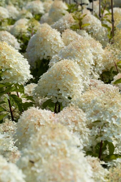 Hydrangea paniculata 'Phantom' buske 60-80 cm