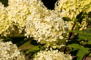 Hydrangea paniculata 'Phantom' buske 60-80 cm