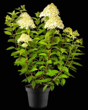 Hydrangea paniculata 'Phantom' buske 80-100 cm