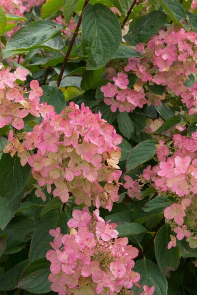 Hydrangea paniculata 'Pink Diamond' buske 40-60 cm