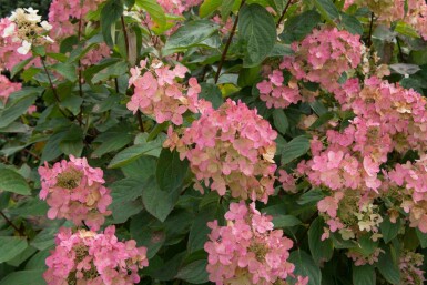 Hydrangea paniculata 'Pink Diamond' buske 60-80 cm