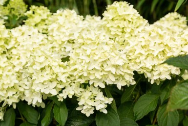 Hydrangea paniculata 'Skyfall' buske 30-40 cm