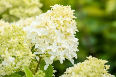 Hydrangea paniculata 'Skyfall' buske 30-40 cm
