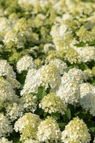 Hydrangea paniculata 'Skyfall' buske 40-50 cm