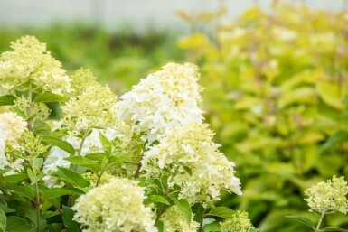 Hydrangea paniculata 'Skyfall' buske 40-50 cm