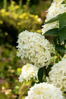 Hydrangea paniculata 'Skyfall' buske 60-80 cm