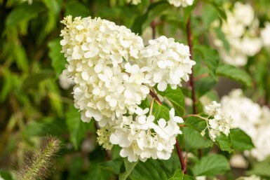 Hydrangea paniculata 'Vanille Fraise' buske 40-60 cm