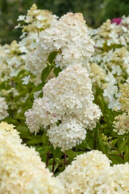 Hydrangea paniculata 'Vanille Fraise' buske 60-80 cm
