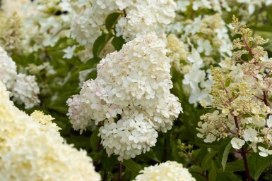 Hydrangea paniculata 'Vanille Fraise' buske 60-80 cm