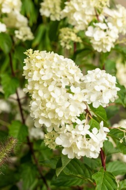 Hydrangea paniculata 'Vanille Fraise' buske 60-80 cm