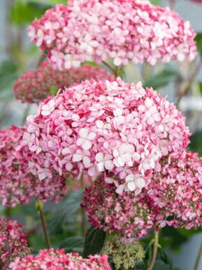 Hydrangea 'Pink Annabelle' buske 50-60 cm