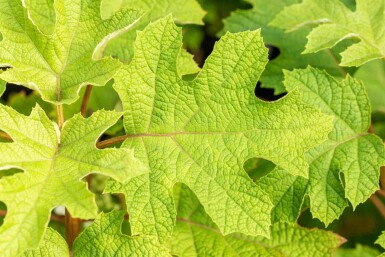 Hydrangea quercifolia 'Ruby Slippers' buske 40-60 cm