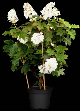 Hydrangea quercifolia 'Ruby Slippers' buske 40-60 cm