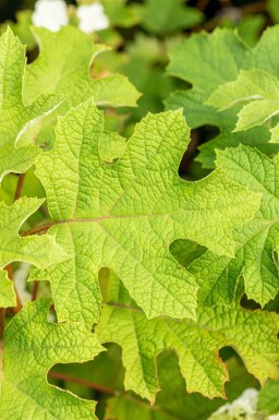 Hydrangea quercifolia 'Ruby Slippers' buske 60-80 cm