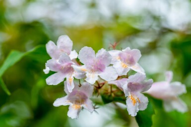 Kolkwitzia amabilis buske 80-100 cm